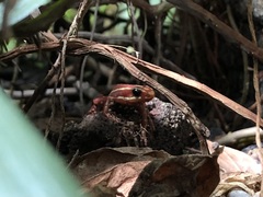 Epipedobates tricolor