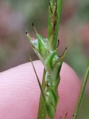 Carex depauperata