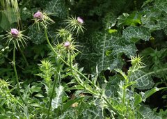 Silybum marianum
