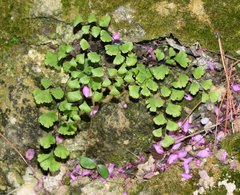 Adiantum capillus-veneris