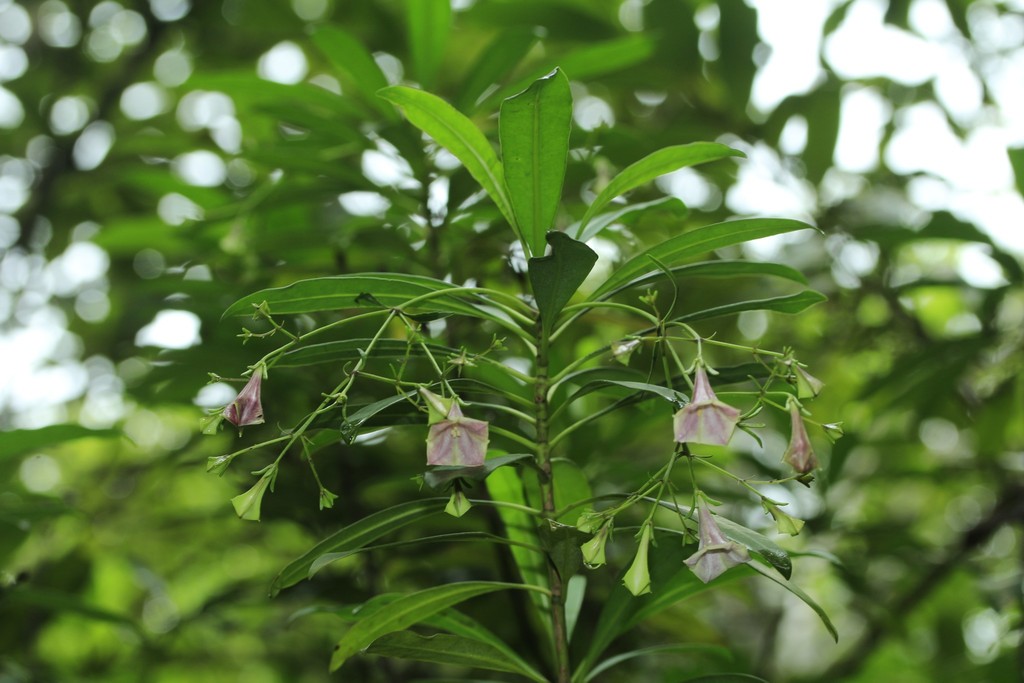 Thiollierea parviflora
