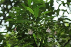 Thiollierea parviflora