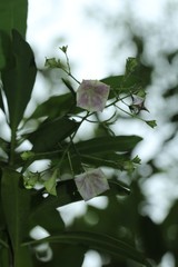 Thiollierea parviflora