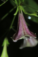 Thiollierea parviflora