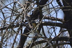 Curruca ruppeli
