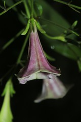 Thiollierea parviflora