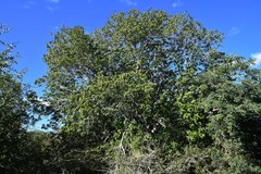 Entandrophragma caudatum