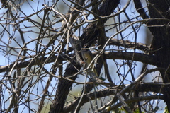 Curruca ruppeli