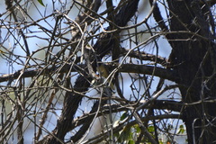 Curruca ruppeli
