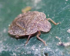 Sciocoris microphthalmus