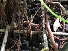 Epipedobates tricolor