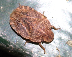 Sciocoris microphthalmus