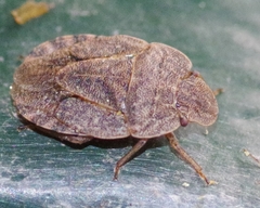 Sciocoris microphthalmus