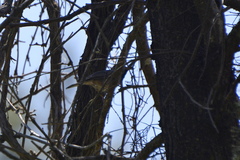 Curruca ruppeli