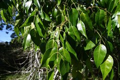Entandrophragma caudatum