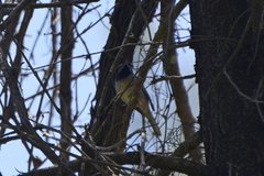 Curruca ruppeli