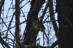 Curruca ruppeli
