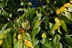 Entandrophragma caudatum