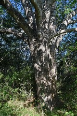 Entandrophragma caudatum