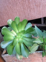 Aeonium canariense
