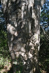 Entandrophragma caudatum