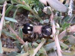 Ronisia barbarula
