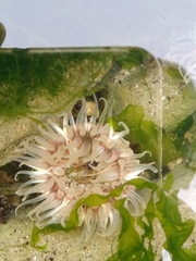 Anthopleura biscayensis