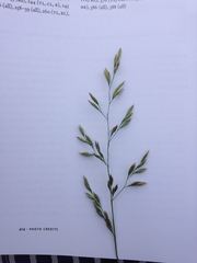 Poa compressa