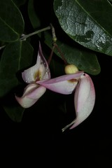 Arthroclianthus deplanchei