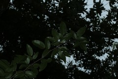 Arthroclianthus deplanchei