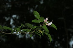 Arthroclianthus deplanchei