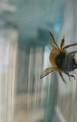 Osmia bicornis