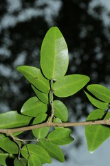 Arthroclianthus deplanchei
