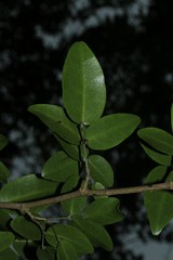 Arthroclianthus deplanchei