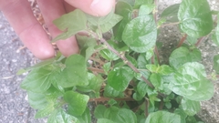 Parietaria judaica