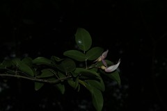 Arthroclianthus deplanchei