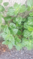 Parietaria judaica