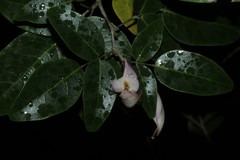 Arthroclianthus deplanchei