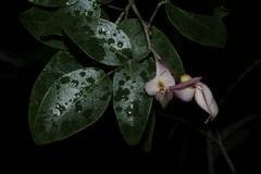 Arthroclianthus deplanchei