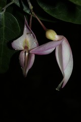 Arthroclianthus deplanchei