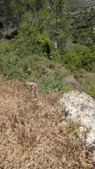 Delphinium ithaburense