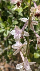 Delphinium ithaburense