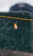 Deraeocoris lutescens