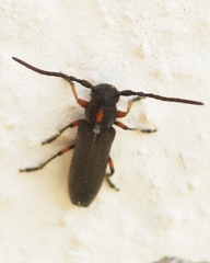 Phytoecia pustulata