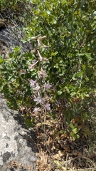 Delphinium ithaburense