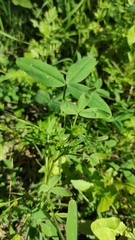 Trifolium obscurum
