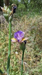 Iris mesopotamica