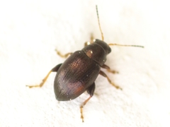 Chaetocnema hortensis