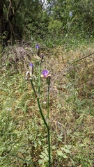 Iris mesopotamica