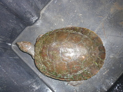 Myuchelys georgesi